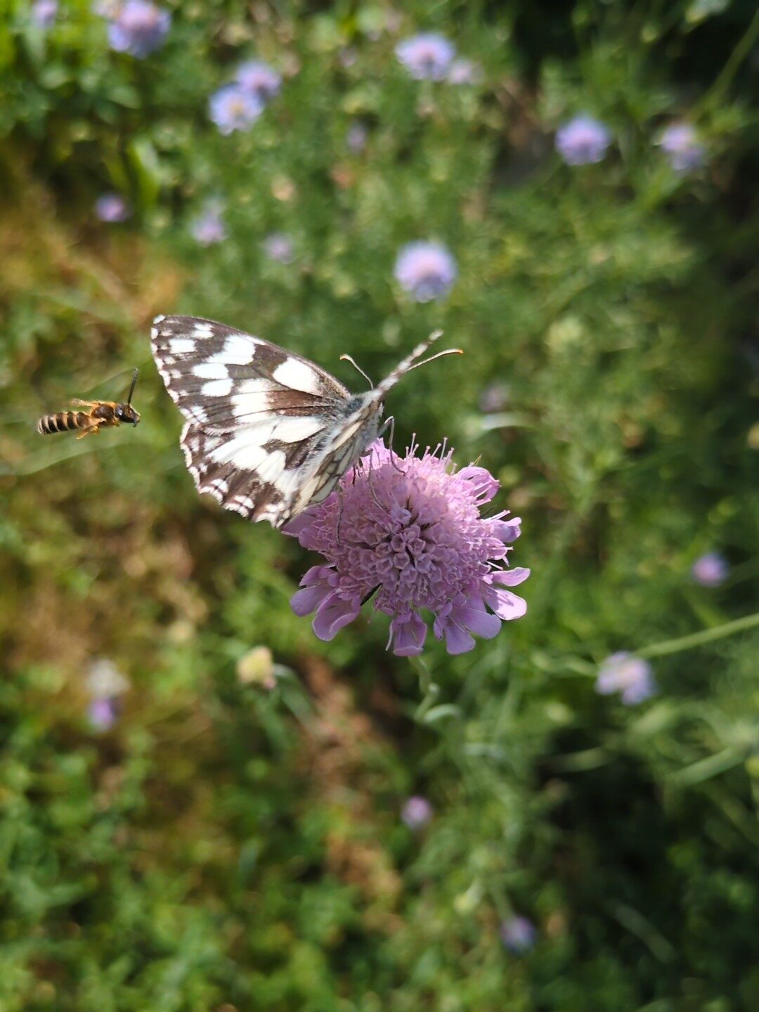 Home Natur